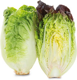 Salát Little Gem mix I. čerstvý 2 ks