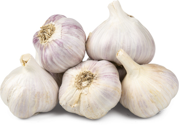 Česnek bílý BIO 50+ čerstvý 2 ks