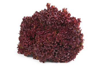 Salát Lollo Rosso 200 g+ CZ čerstvý 1 ks