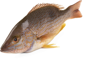 Chňapal kuchaný chlaz. váž. cca 200 - 800 g