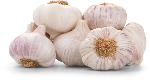 Česnek Morado CZ čerstvý 250 g