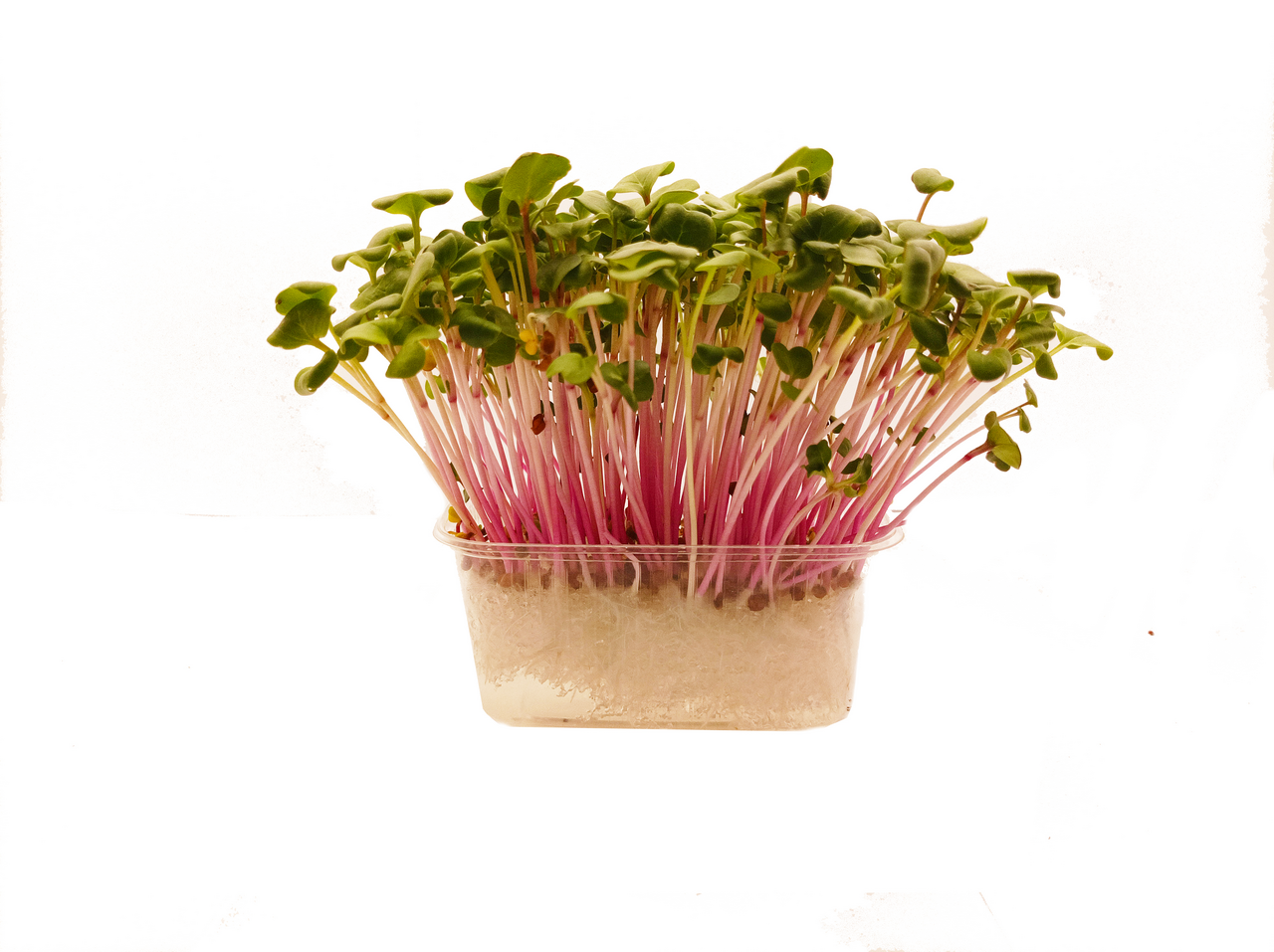 Microgreens Ředkvička China RO 1 ks