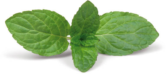 Máta CZ chlaz. 50 g