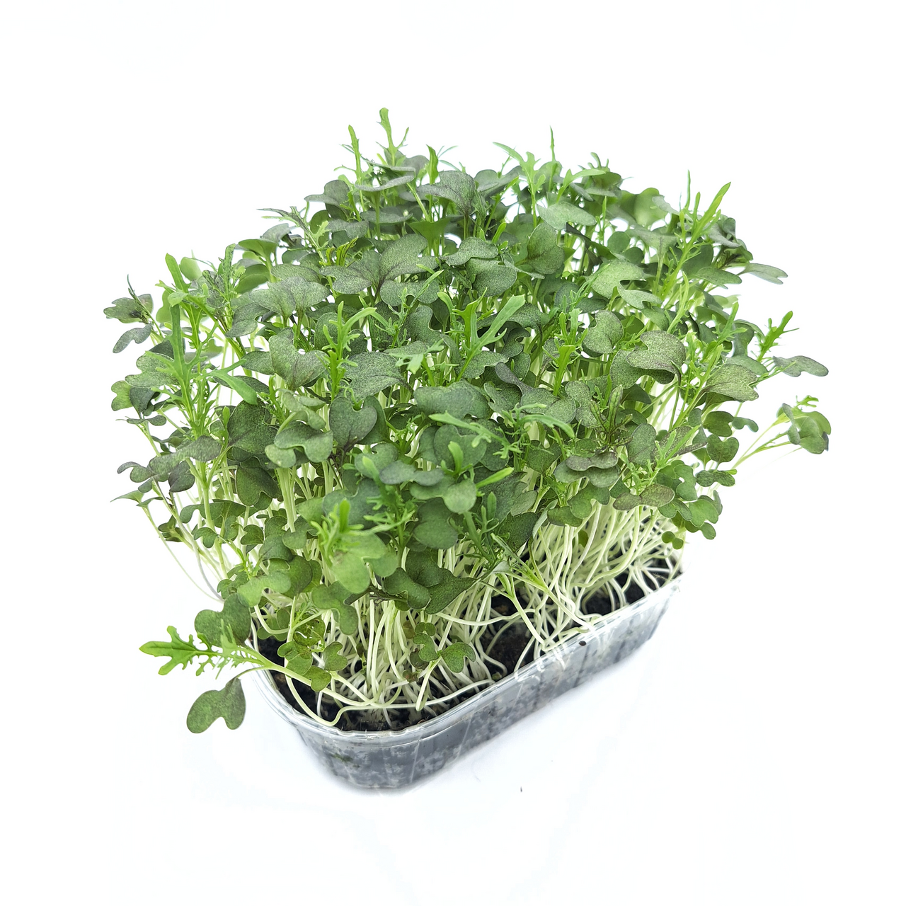 Mikrobylinky v substrátu - Horčiče červená 1 ks