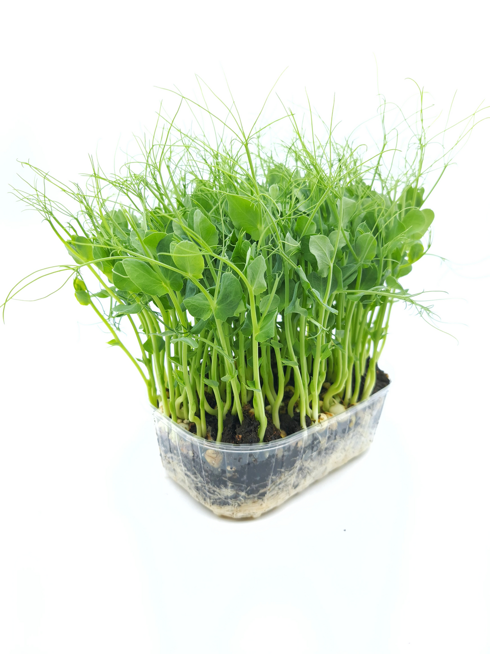 Mikrobylinky v substrátu - Hrášek Affyla 1 ks