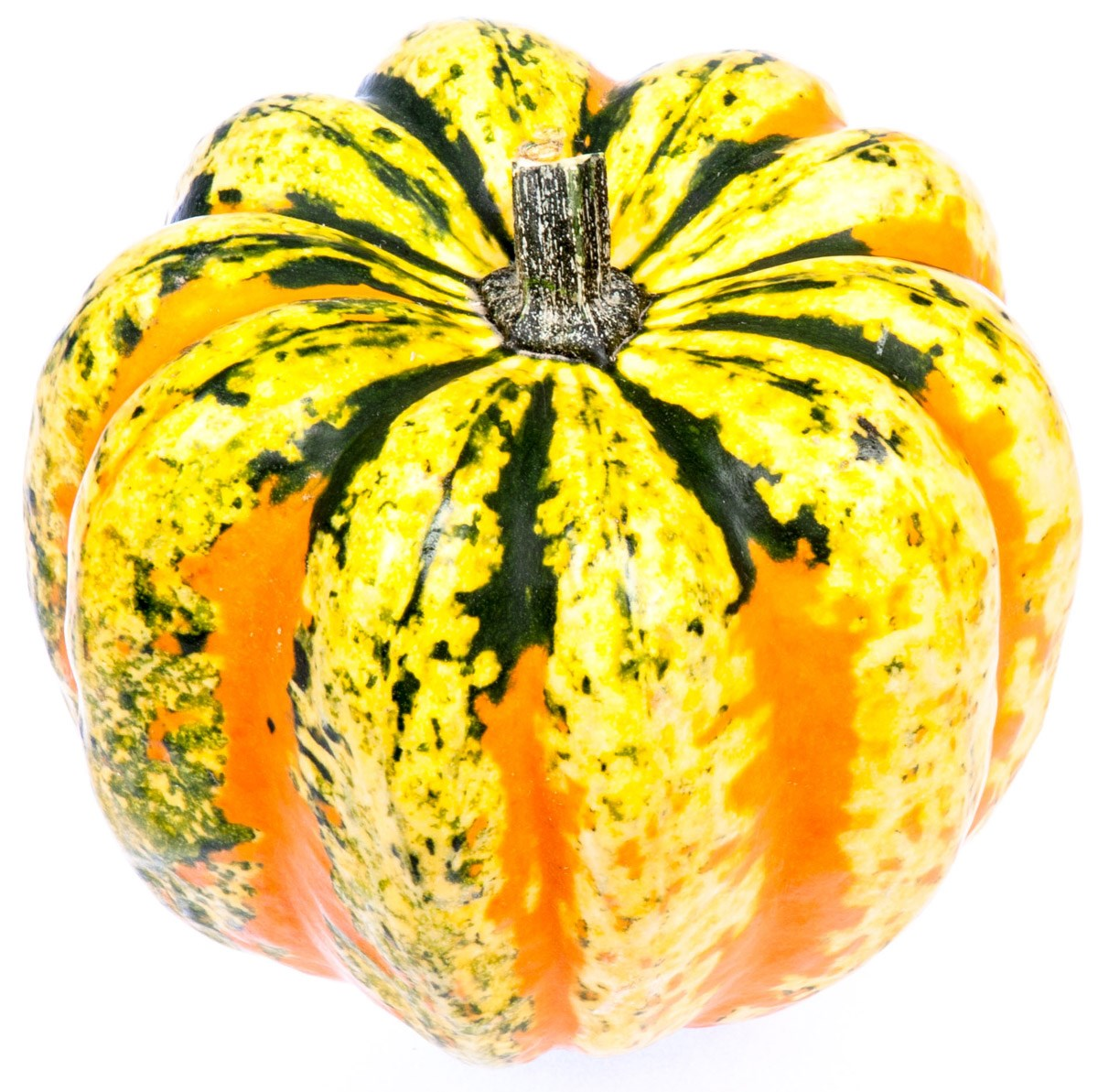 Dýně Chameleon váž. 600 g+