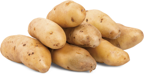 Brambory konzumní pozdní Ratte du Santerre čerstvé 500 g