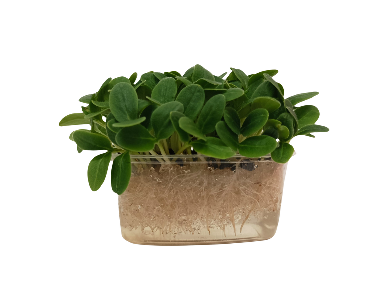 METRO Chef Microgreens - Brutnák lékařský 1 ks