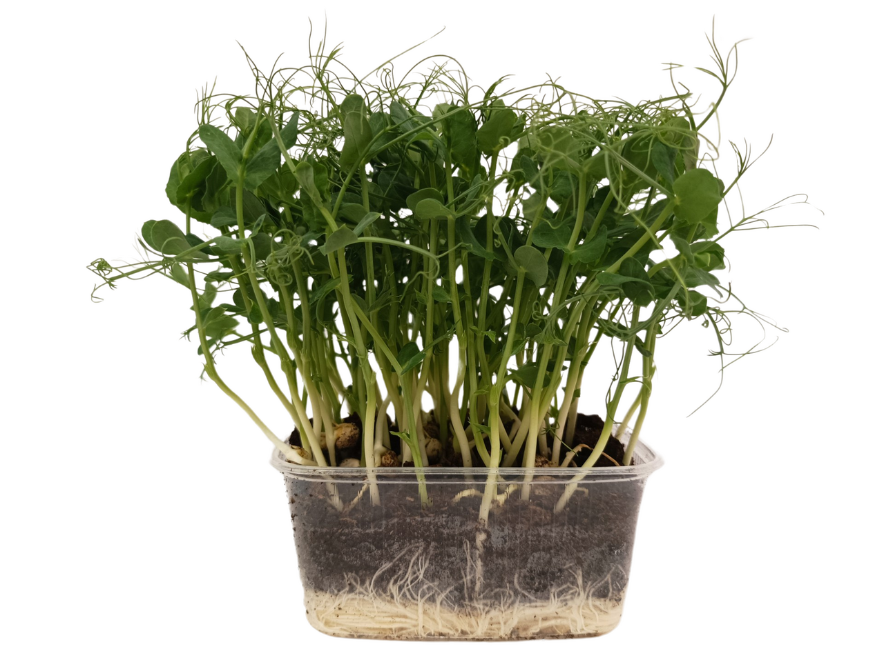 METRO Chef Microgreens - Hrášek setý 1 ks