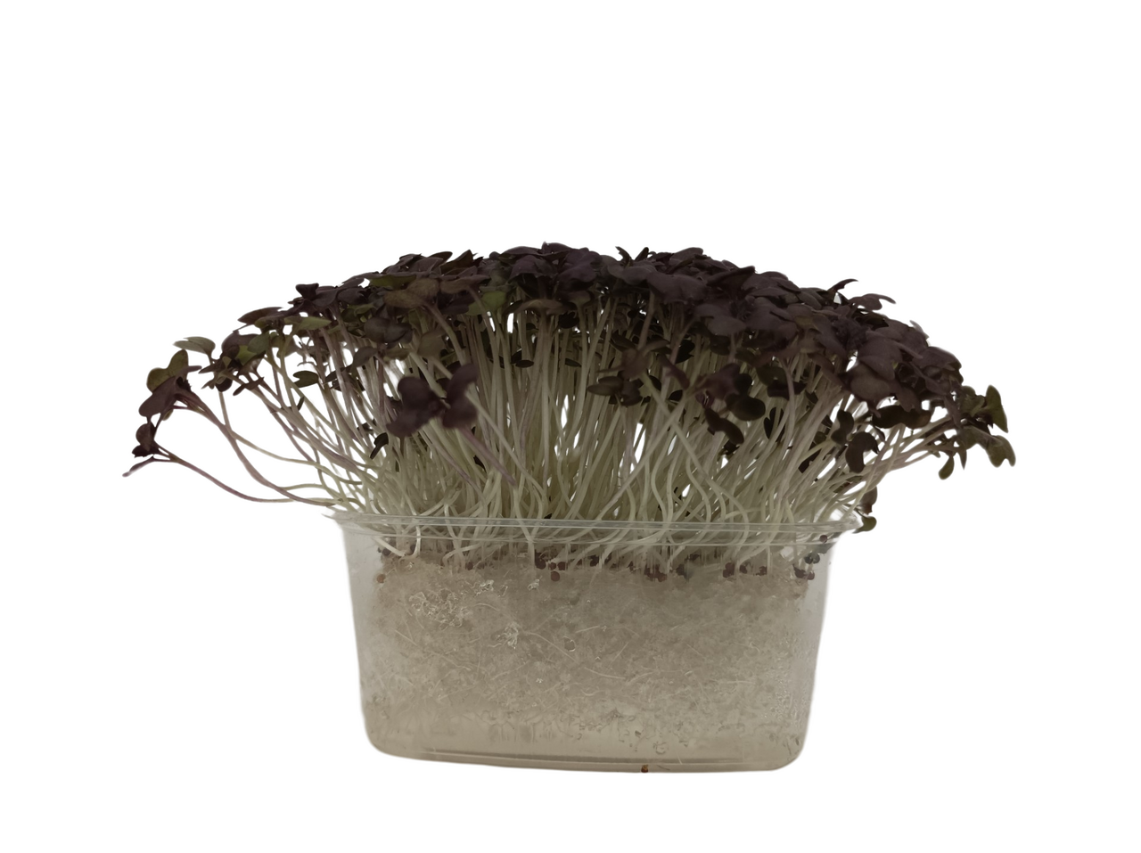 METRO Chef Microgreens - Hořčice červená 1 ks