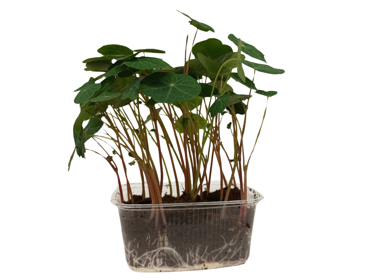 METRO Chef Microgreens - Lichořeřišnice větší 1 ks