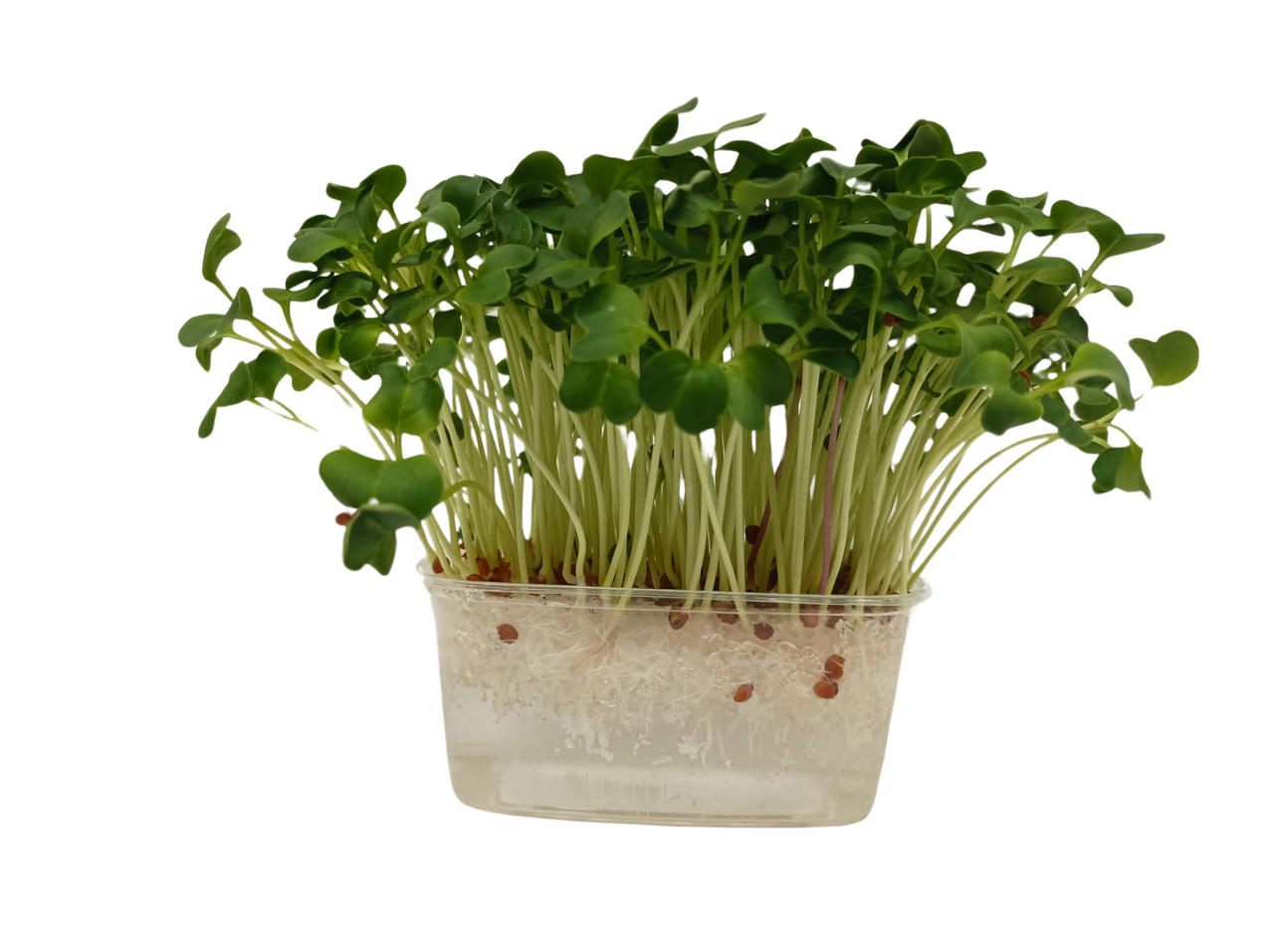 METRO Chef Microgreens - Ředkvička Daikon 1 ks