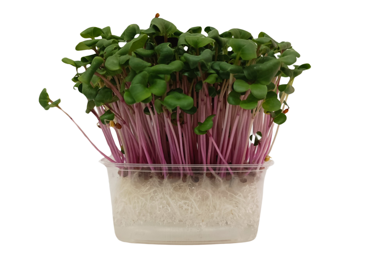 METRO Chef Microgreens - Ředkvička China Rose 1 ks