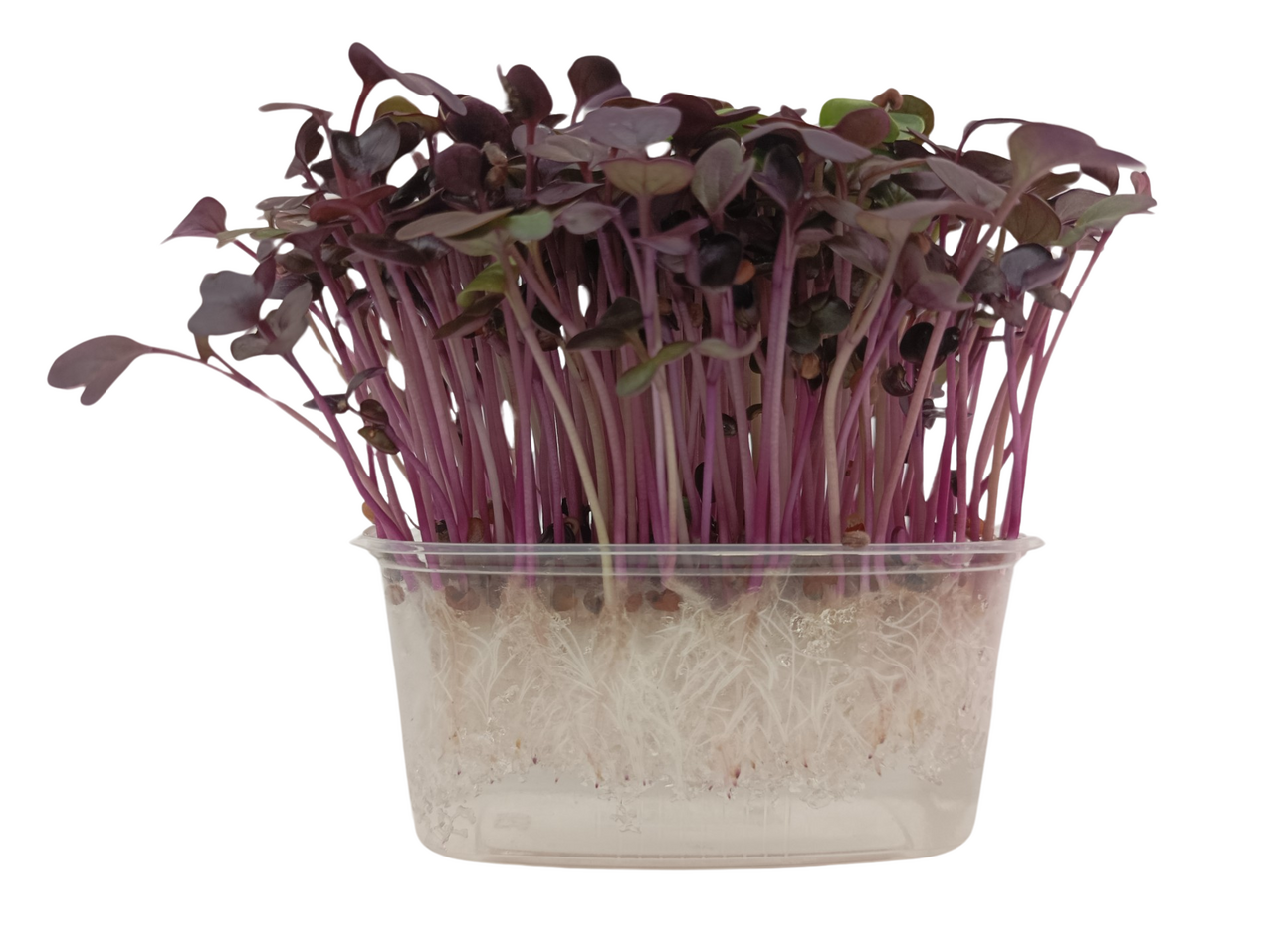 METRO Chef Microgreens - Ředkvička Red Sang 1 ks