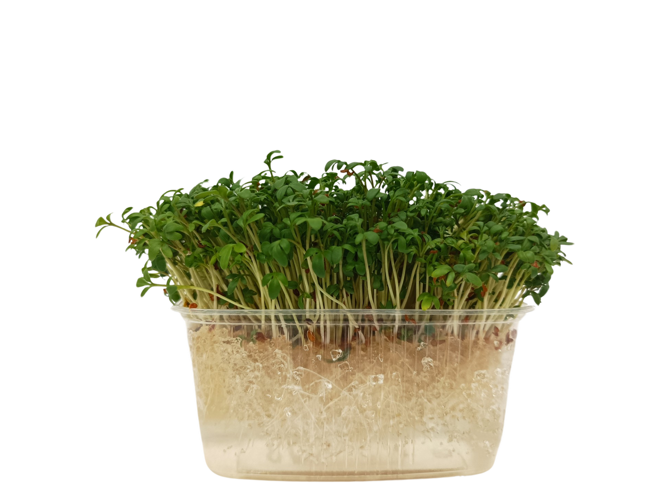 METRO Chef Microgreens - Řeřicha setá 1 ks