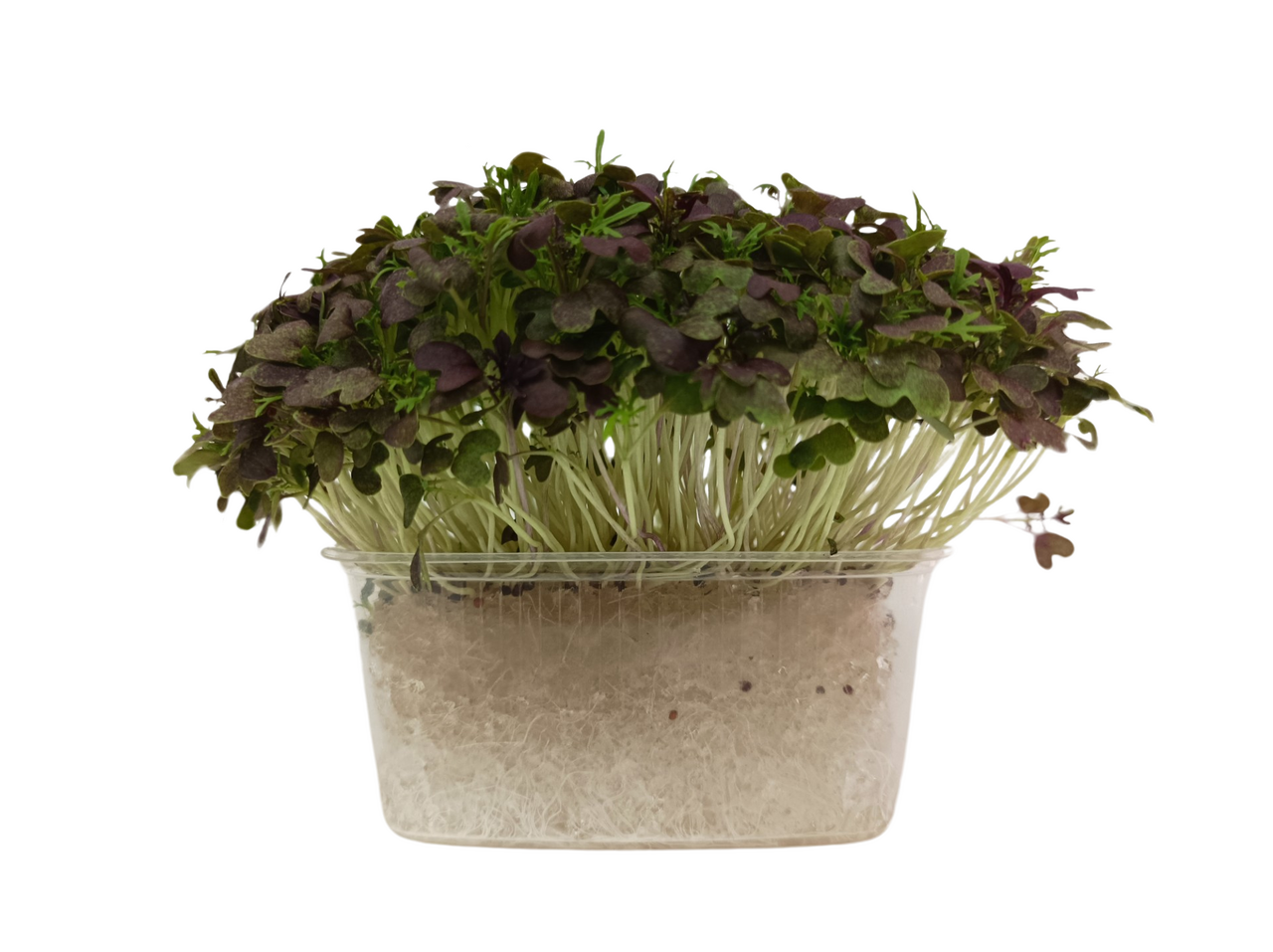 METRO Chef Microgreens - Mizuna červená 1 ks