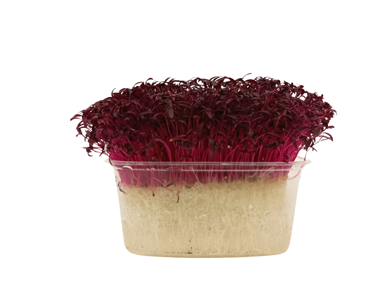 METRO Chef Microgreens - Laskavec krvavý 1 ks