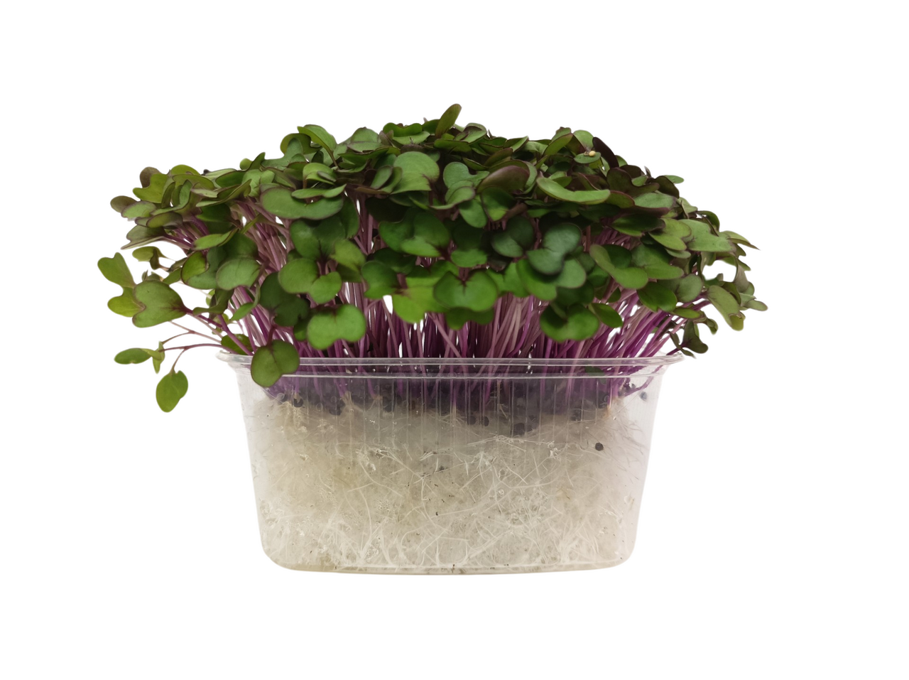 METRO Chef Microgreens - Kedluben růžový 1 ks