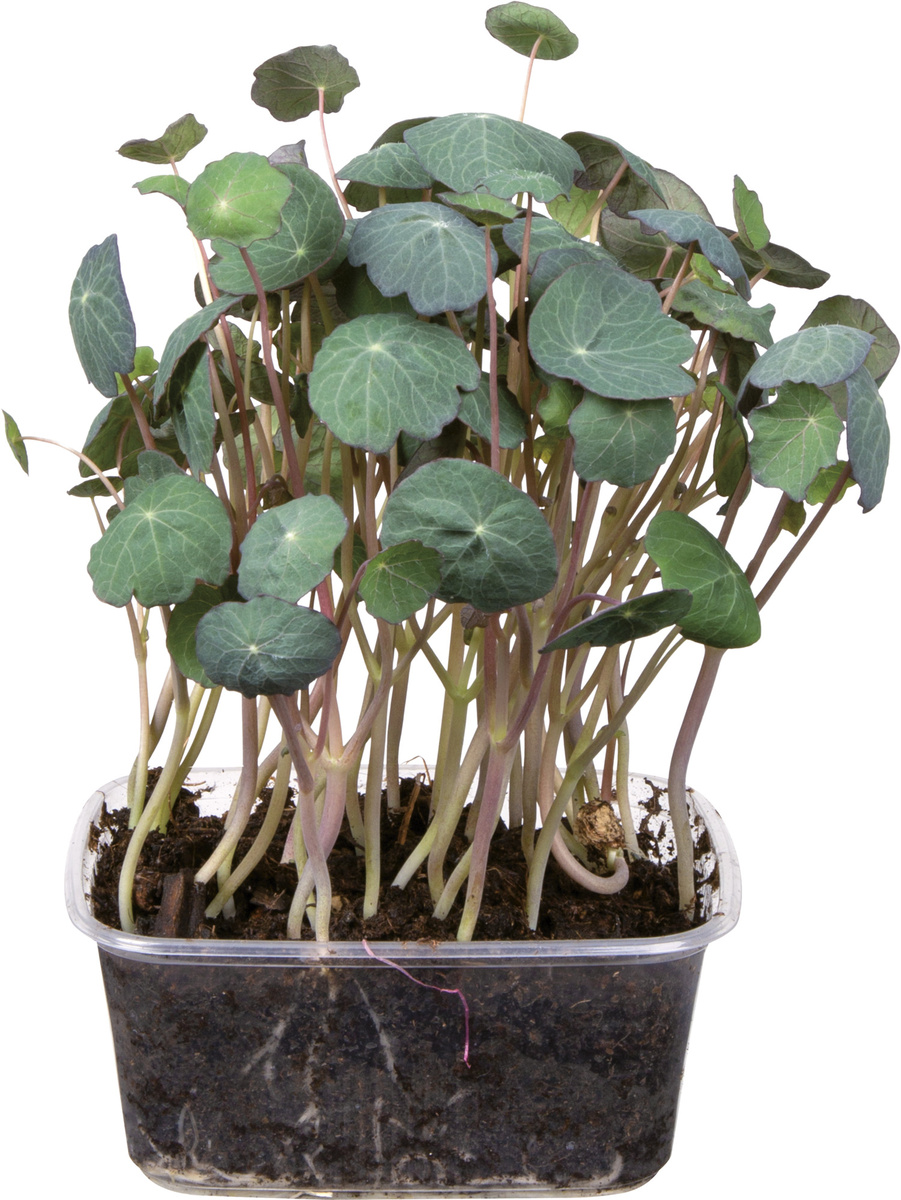 METRO Chef Microgreens Č. - Lichořeřišnice 1 ks