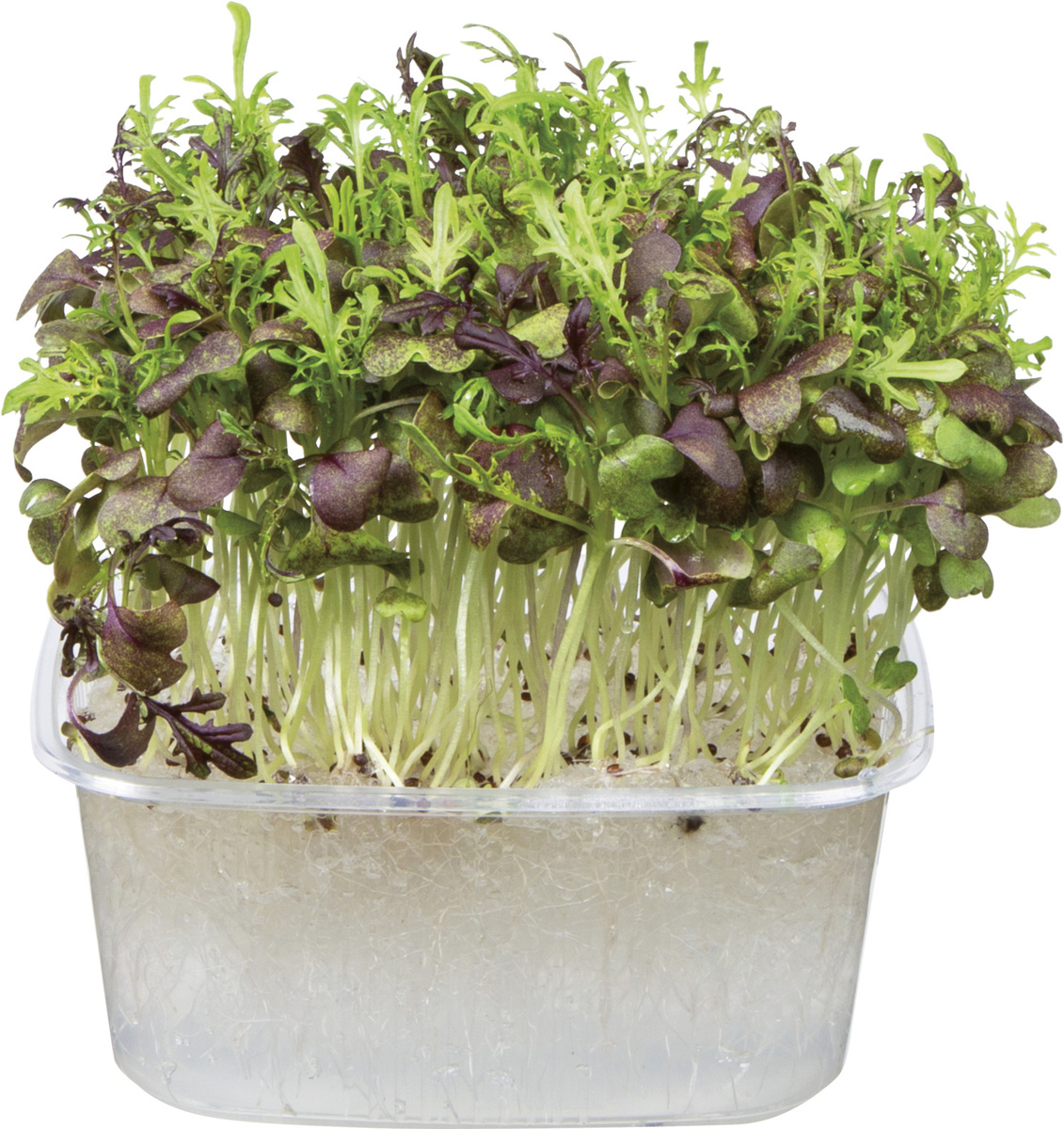 METRO Chef Microgreens Č. - Mizuna červená 1 ks