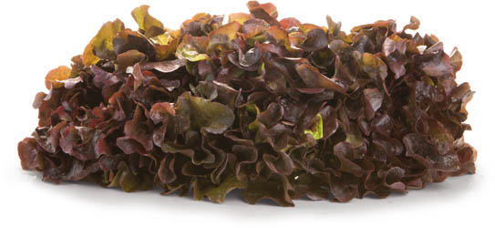 Salát dubový červený 140+ I. IT čerstvý 1 ks