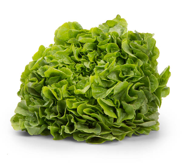 Salát dubový zelený 180+ I. čerstvý 1 ks