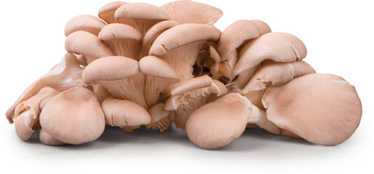 Hlíva ústřičná čerstvá 1,5 kg