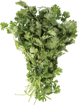 Koriandr ES čerstvý 1 ks svazek