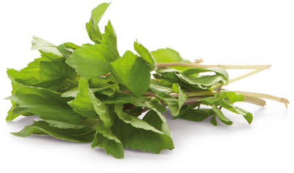 METRO Chef Máta peprná čerstvá 1 kg