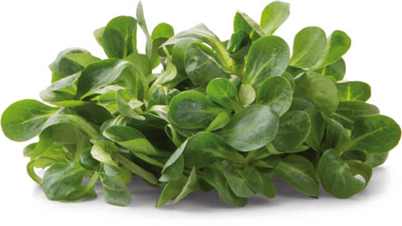 METRO Chef Polníček praný čerstvý 500 g vanička