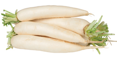 Ředkev bílá dlouhá čerstvá 300 g