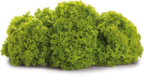 Salát Lollo Biondo 150+ čerstvý 1 ks