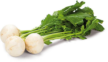 Ředkev bílá kulatá čerstvá 1 ks svazek