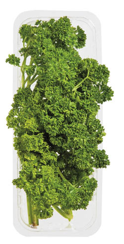 Petržel kadeřavá čerstvá 1 kg