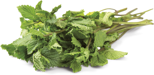 Máta čerstvá 1 kg karton