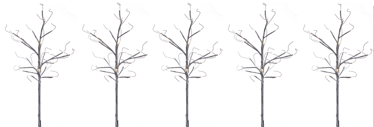 Tarrington House Bříza zahradní 75 cm, 100 l 5 ks