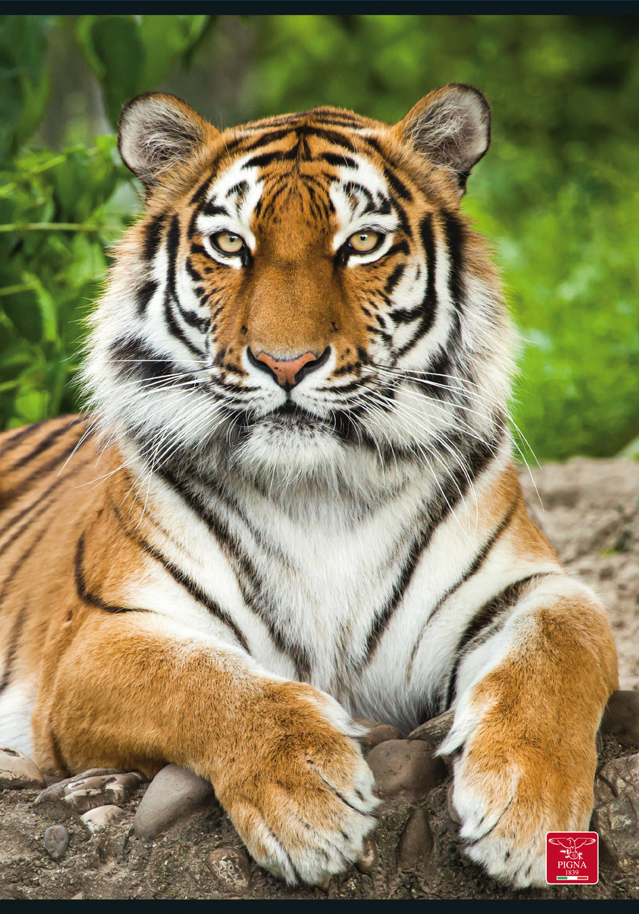 PIGNA Školní sešit šitý A5 linkovaný Ani 1 ks