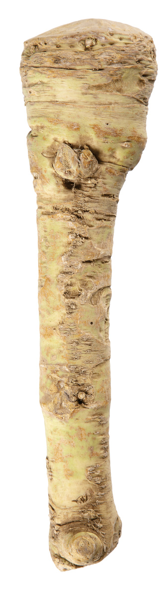 Křen 30 mm+ čerstvý váž. cca 1 kg