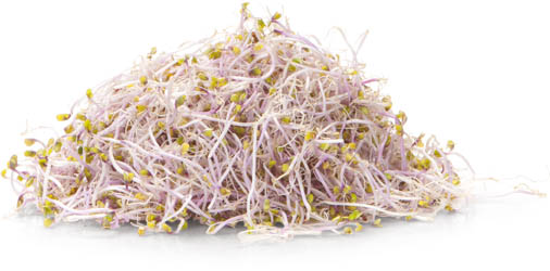 METRO Chef Klíčky zelí červené NL čerstvé 50 g