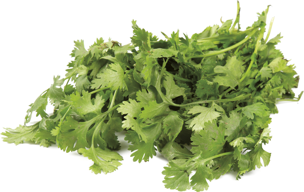 METRO Chef Koriandr čerstvý 500 g