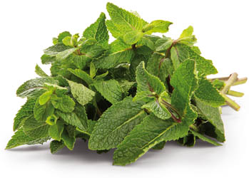 METRO Chef Máta peprná čerstvá 1 kg