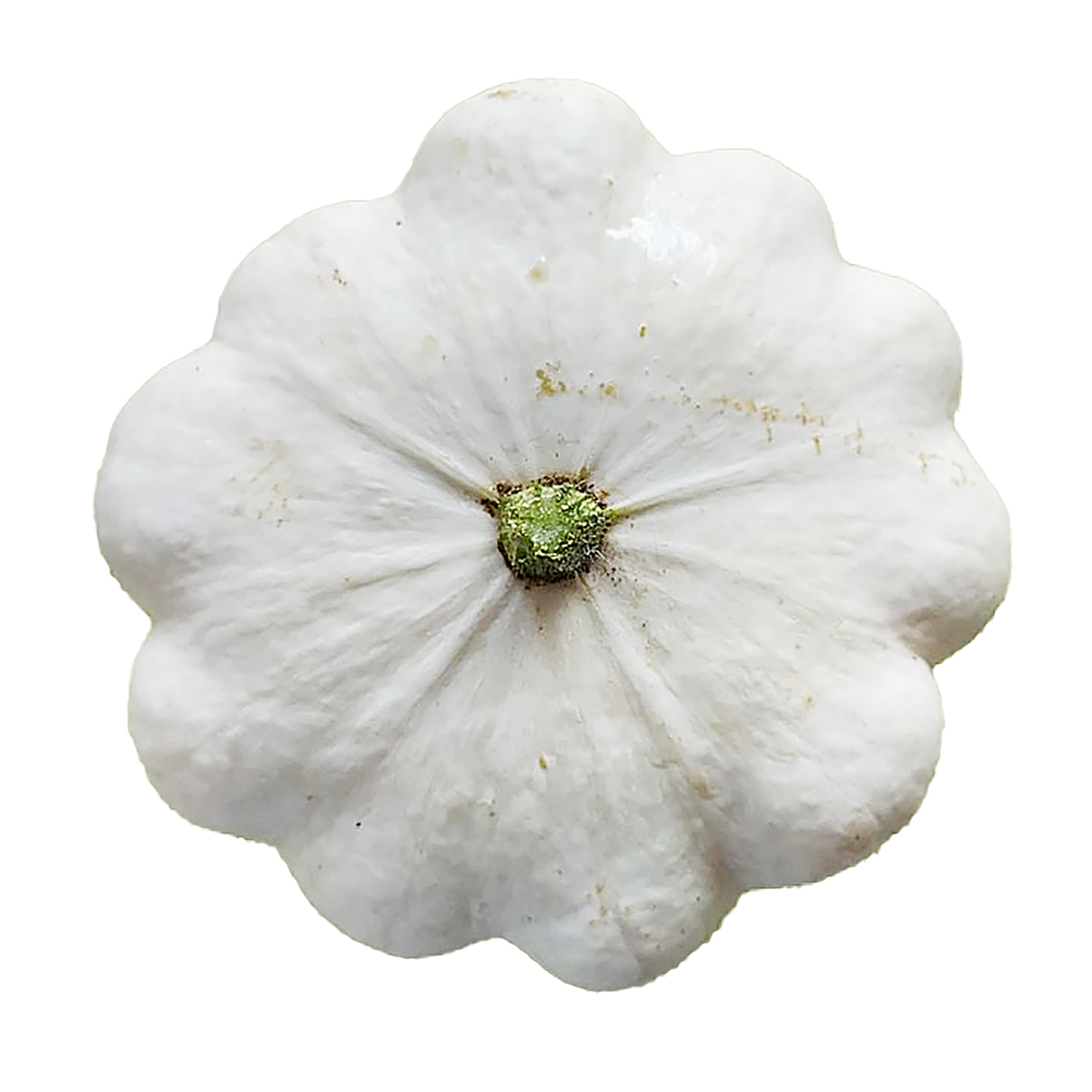 Patizon 600 + BIO čerstvý 1 ks