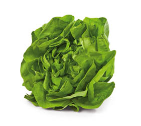 Salát hlávkový 200 + I. čerstvý 1 ks