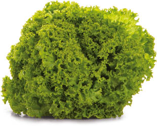 Salát Lollo Biondo 200+ čerstvý 1 ks