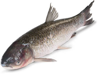 Amur bílý živý 1 ks