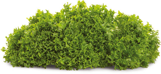 Salát Crispy zelený s kořínky CZ čerstvý 1 ks