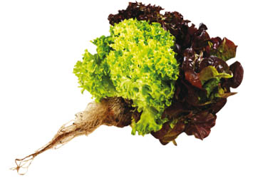 Salát Lollo Biondo s kořínky čerstvý 1 ks