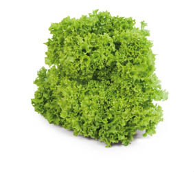 Salát Lollo Biondo 200+ čerstvý 1 ks