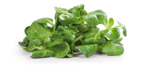 Polníček praný čerstvý 125 g