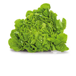 Salát dubový zelený 180g+ čerstvý 1 ks